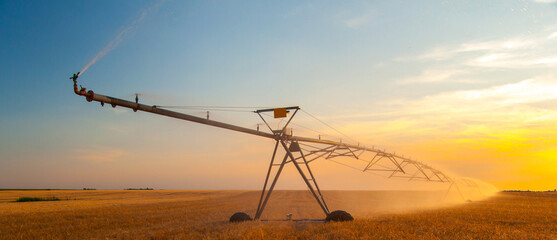 Agricultural irrigation system watering wheat field in summer