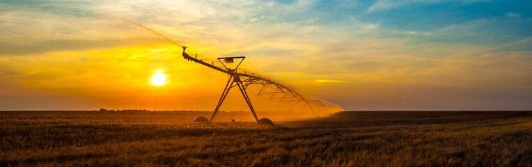 Agricultural irrigation system watering wheat field in summer