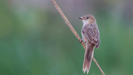 Iraq Babbler on the reed.