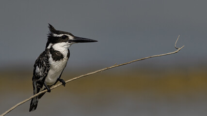 Pied Kingfisher on the branch.
