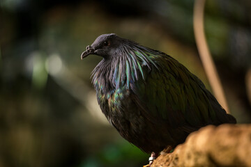 Nicobar pigeon on a rock in nature