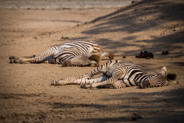 Fototapeta na wymiar lying zebras in sarari