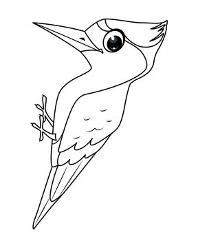 recommend clip art: Bird woodpecker coloring page, outline cartoon illustration