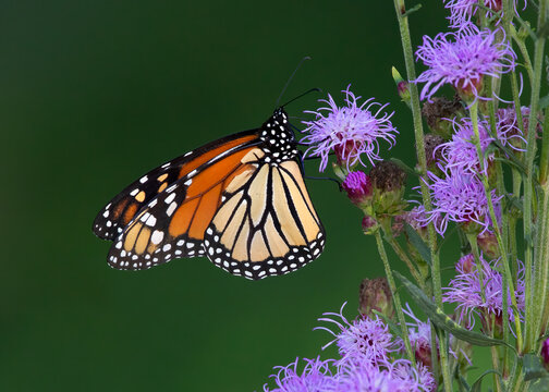 Monarch butterfly on flower