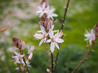 White Spring flowers in Cyprus mountains