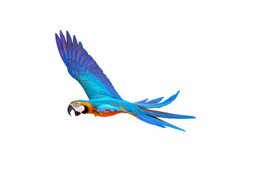 Colorful macaw parrot flying isolated on white.