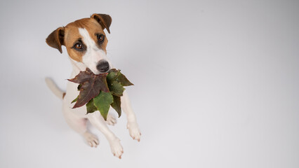 Jack russell terrier dog holding fallen maple leaves on a white background in the studio.