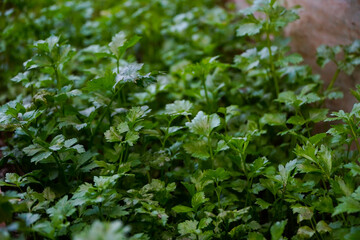 Fototapeta na wymiar Parsley. fresh parsley from the garden.