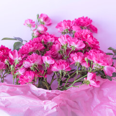 Pink roses on pastel pink background.Festive Flower card, selective focus,toned, Blur,