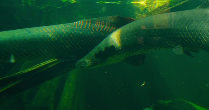 Arapaima gigas or pirarucu fish swimming in pond. It carnivore native to the basin of the Amazon River. Torpedo is among the largest freshwater fish. Body is mainly gray-green and red flecks tail.