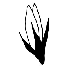 Simple bellflower vector botanical drawing. Isolated flower and leaves. Monochrome bluebell design element. Black wildflower on white background.