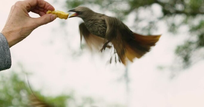 White and brown birds eat food from a female's hand in the wild.