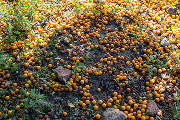 Overripe rotten yellow plum fruits  on the ground under tree in the garden. Summer, autumn, fall harvesting season. Composting, recycling, zero waste ecological concept