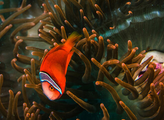 Red clown fish