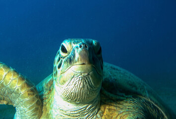 Tartaruga marina, primo piano © STEFANO