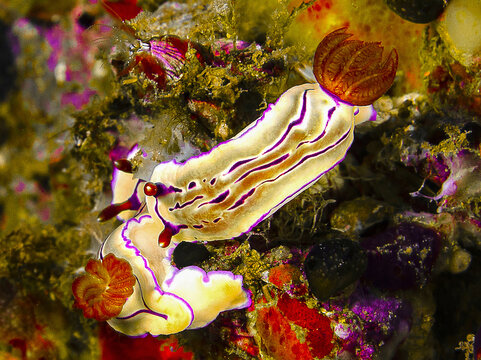 Coppia Di Nudibranchi