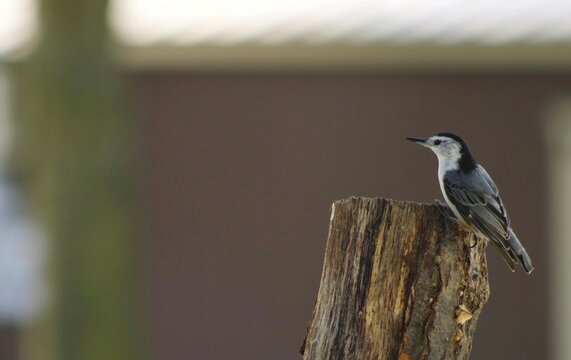 Nuthatcher posing pretty for me.