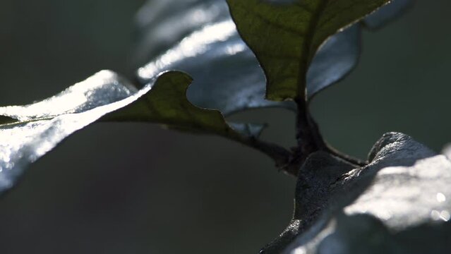 Detalle de hojas de Roble al amanecer en el bosque, una gota cae sobre la hoja. Refrescante, hermoso.