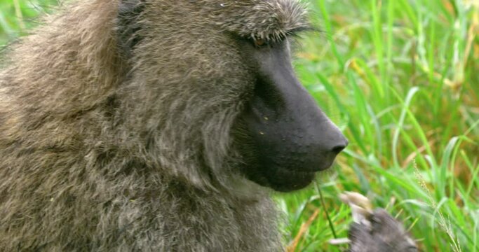 A steady shot showing the head of a hungry Tanzanian monkey eating.