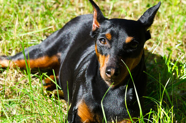 Portrait of a doberman pinscher lying on a meadow in green grass.