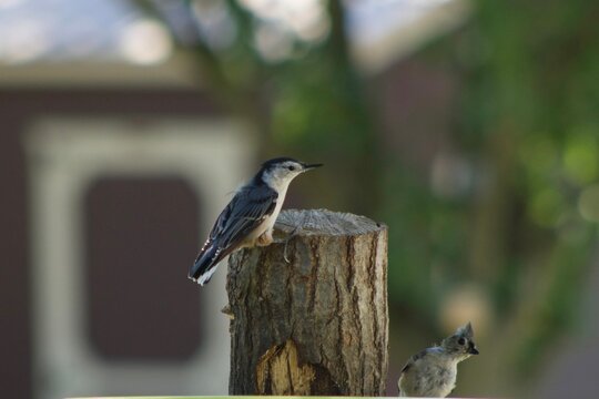Nuthatcher making friends with Tuft Titmouse.