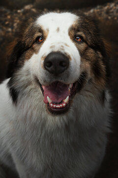 Tornjak dog - detail portrait