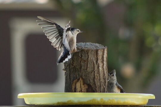 Nuthatcher putting on a show for the Tuft Titmouse.