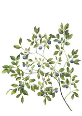 Blueberry leaves branches with berries. Watercolor illustration isolated on transparent background. . Greenery clipart for wedding invitation, greeting cards, decoration, stationery - 528671062