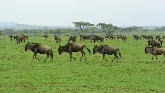 A large pack of gnu animals at the world heritage site of Serengeti.