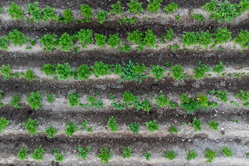 cultivation of an environmentally friendly product, potatoes grow