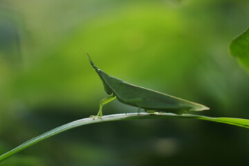 macro image of a grasshopper on a leaf.