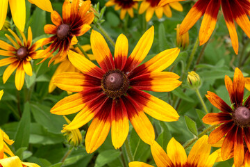 Yellow flowers on a green background.Rudbeckia.Natural natural background