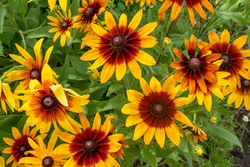 Yellow flowers on a green background.Rudbeckia.Natural natural background