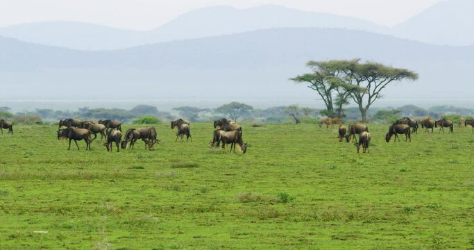 A footage of wildebeests in the world heritage site of Serengeti.