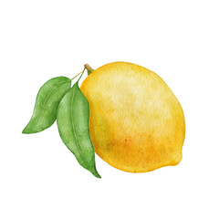 Lemon fruit with leaves. Hand draw watercolor illustration isolated on white background