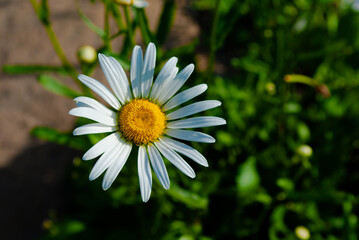 Obraz premium Selective focus. Chamomile. Floral background.