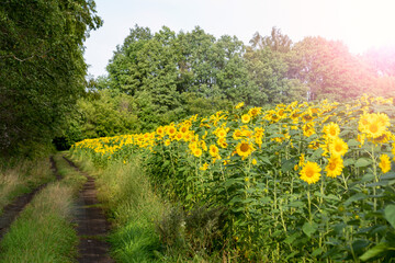a field with sunflowers on a sunny day and a road along the field