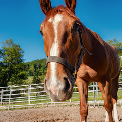Obraz premium Closeup of a nosy horse in a round pen