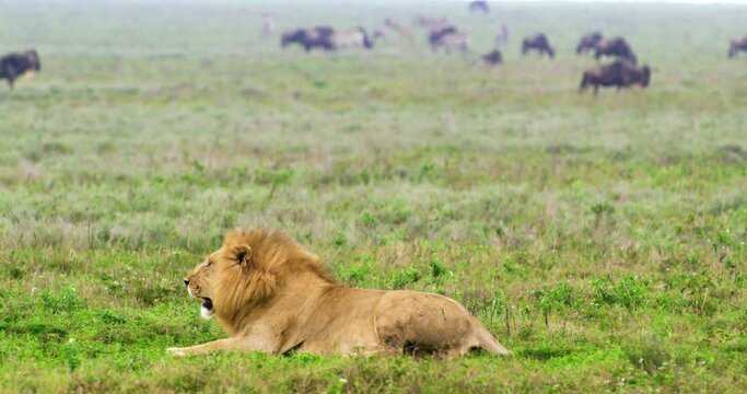 A steady shot of a golden male lion lying on grass then stands up.