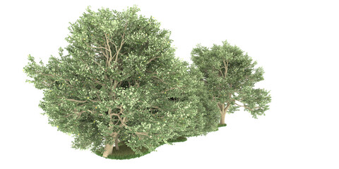Forest on transparent background. 3d rendering - illustration