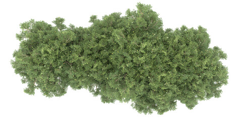 Obraz premium Forest on transparent background. 3d rendering - illustration