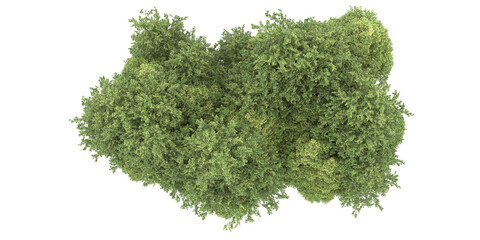 Fototapeta premium Forest on transparent background. 3d rendering - illustration