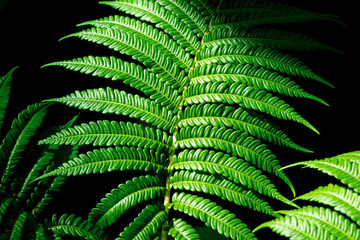 熱帯植物、シダの葉のテクスチャー。