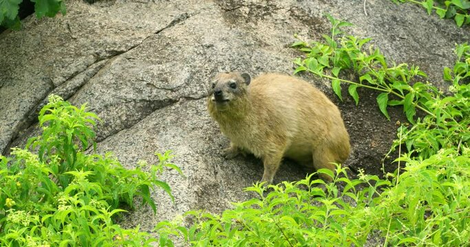 A Rock hyrax animal on a rock and itching his belly with his leg.