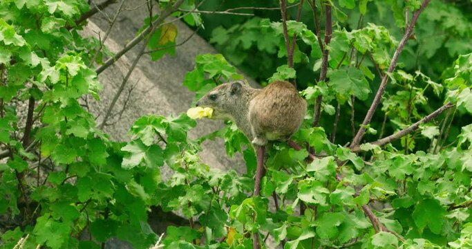 A small rock rabbit animal eating leaves on a branch it climbed on.