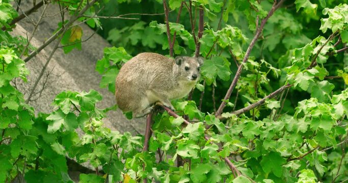 A Rock hyrax hanging to a broken branch that gets shaken by the wind.