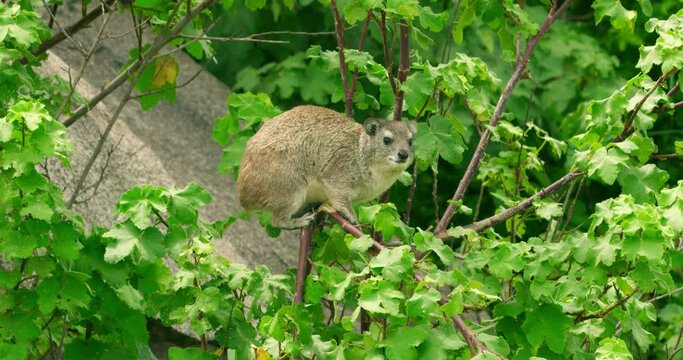 A Roch daman animal climbed a tree and broke a branch to eat leaves.