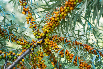 Sea buckthorn bushes and berries in large plantation
