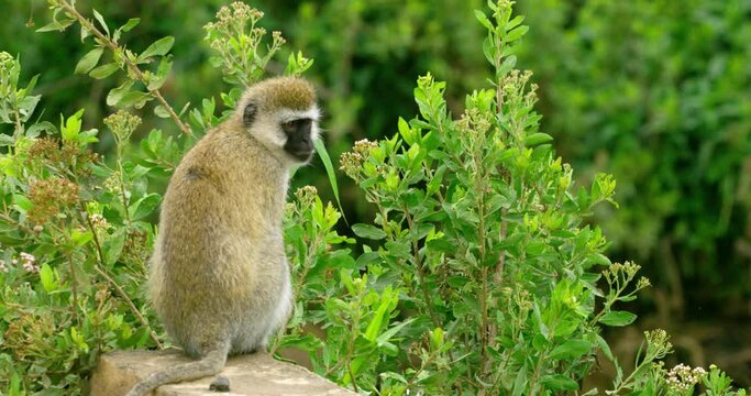 Closeup shot of black face vervet monkey sitting.