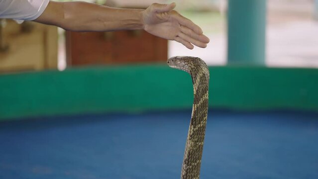 King Cobra Chiang Mai Show - Thai charmer touching king cobra snake's head with a palm at outdoor stage, Thailand 